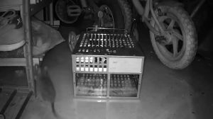 🔥COD🔥 Lồng Chuột Công Suất Lớn Hai Cửa Sáng Tạo Độc Quyền Bán Trực Tiếp Từ Nhà Máy Bắt Thông Minh Hiệu Quả Cao Lồng Chuột Nhân Đạo Bền/Bẫy Chuột Kiểm Soát Côn Trùng