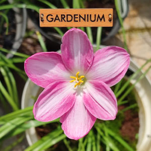 Umbi Bunga Rain Lily Lucky Swirl - Rainlily Zephyranthes Hybrid