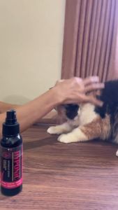 Clever Solutions - HYPONIC SERUM (Vitamin Bulu Kucing Spray Penumbuh dan Anti Rontok Bulu Kucing Spray Herbal Hair Tonic Spray Vitamin Bulu Kucing Obat Rontok Bulu Kucing Persia Anggora Ragdoll Peaknose Himalaya Murah) [Olive Care Dewarangga Koinami]