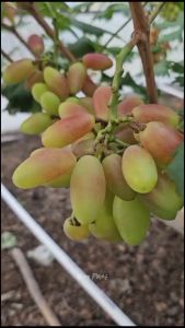 BIBIT ANGGUR IMPORT DIXON (Grafting)