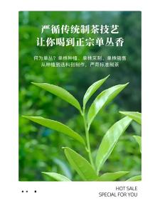BAMA TEA | Duck Dung Fragrance Single Tree Oolong Tea Gift Box