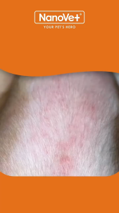 Nanovet Pet Skin + Coat Shampoo for Cat and Dog