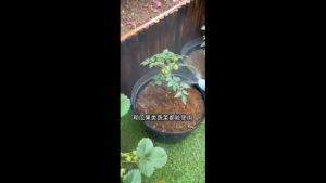 JCLSGP Potassium Dihydrogen Phosphate 100Gram Flowers Vegetable Fertilizer