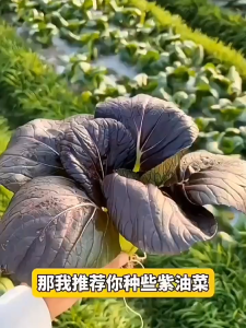 500 เมล็ด เมล็ดพันธุ์กวางตุ้งฮ่องเต้สีม่วง เมล็ดกวางตุ้งฮ่องเต้ม่วง ผักสลัด ปลูกง่าย ผลผลิตสูง