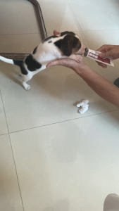 Verbuck Nutritional Enhancement Gel for Cats and Dogs / Nutritional Enhancement Vitamins for Cats - Newly Upgraded Packaging