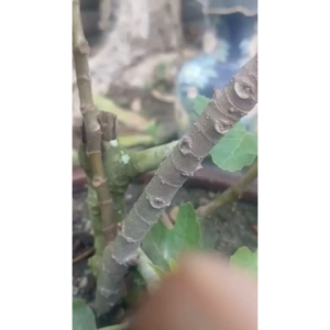 Spray Serangga & Kulat Organik Untuk Pokok Pembasmi Serangga & Kulat Organik Pokok & Tanaman BIOCONV