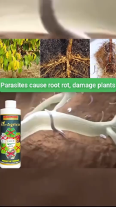 Organic Fungicide Spray 500ml – Kill Plant Disease Fast Leaf Spot Treatment Safe & Effective