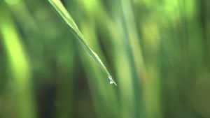 80ml Thailand Soffell Liquid Mosquito Spray anti nyamuk 泰国防蚊喷雾 natural no alcohol Mosquito Repellent Liquid Spray