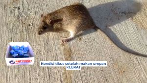 Racun tikus paling ampuh mati kering paket ekonomi 60 gram