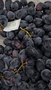 Anggur Autumn Black Seedless: Kualitas Impor & Rasa Manis