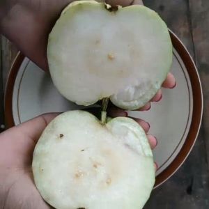 Bibit Jambu Kristal Jumbo Unggul Cepat Berbuah