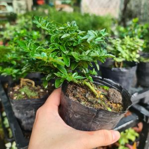 Bonsai Mini Trà Phúc Kiến – Cây Cảnh Mini Terrarium Paludarium