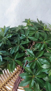 1 lusin Daun Pule Artificial Latex Premium Tebal Cabang x 7 - Hiasan Dekorasi Hiasan