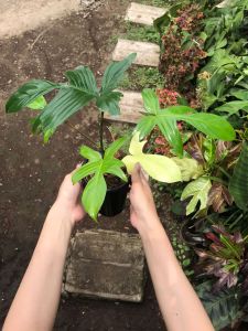 Tanaman Hias Hidup Florida Ghost Mint Original Stok Rebutan