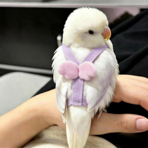Petone dOrage | Bird Safe Leash and Harness for Parrot