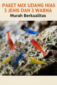 Paket Udang hias 3 jenis 3 warna red sakura blue Diamond dan yellow udang hias aquarium Aquascape hiasan Aquarium Aquascape