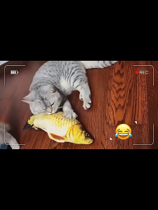 ของเล่นแมว ของเล่นแมวมิ้นท์ ของเล่นปลาฝ้าย ปลาดุกตุ๊กตา ของเล่นแมวทุกชนิด สัมผัสนุ่ม ของเล่นปลา 20 ซม. พร้อมแมวมิ้นท์