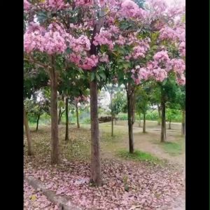 PAKET 4 Bunga Tabebuya Pink Kuning Putih dan Ungu Bunga Sakura Tabebuya