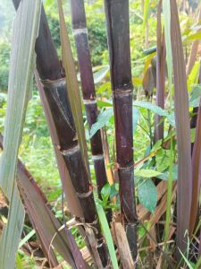 Tebu hitam atau tebung Ireng asli fresh 1 kg