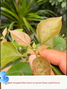 ✨Blooming in 3 days✨Bougainvillea Fertilizer 450ML Organic Fertilizer for Bougainvillea Liquid Fertilizer Luu Mall