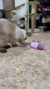 Migipaws Interactive Cat Toys Touch Activated Flapping Chirping Lizard with Catnip Rechargeable