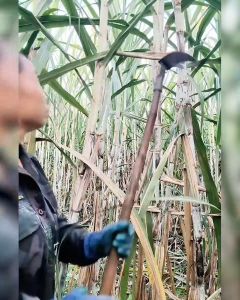 ส่งฟรี มีดสางอ้อย อุปกรณ์ทำอ้อย อุปกรณ์การเกษตร อุปกรณ์แต่งสวน ขอสางใบอ้อย มีดสางใบอ้อย มีด มีดตัดอ้อย มีดเกาะใบอ้อย