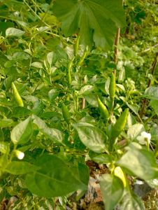 Biji Benih Cabe Rawit Gorengan Cabe Mencos Super Pedas