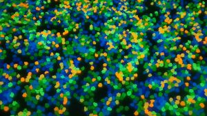 Set 50 Viên Đá Thạch Anh Dạ Quang Setup Bể Cá Cảnh Lấp Lánh Rực Rỡ