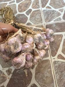 กระเทียมไทยตากแล้ว25แดดพร้อมทานชาวสวนขายเองแห้งใหม่พร้อมทาน