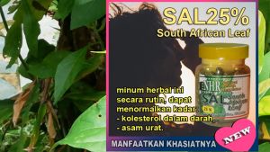 NHR South African Leaf (SAL) 25% (terutama untuk membantu menurunkan kadar gula darah (diabet) juga untuk hipertensi (darah tinggi))