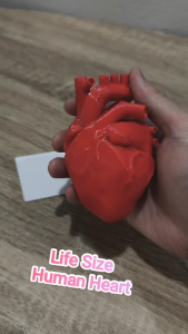 Anatomically Correct Human Heart Model - 1:1 Life Size Education Organ