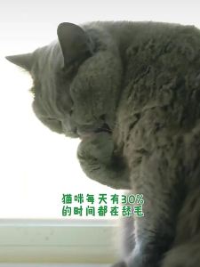 Rafayel  หญ้าแมวฟรีซดราย ขนมสัตว์เลี้ยง หญ้าแมวอบแห้ง ต้นอ่อนข้าวสาลี ขนมแมวฟรีซดราย ช่วยสำรอกก้อนขน 50g