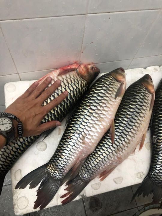 Illustration du Wild Sultan Casino