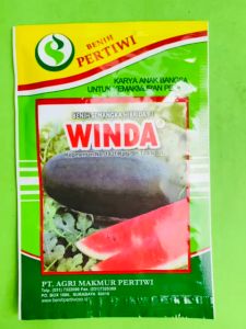 Benih Semangka Lonjong Hibrida F1 WINDA 20 gr mantap