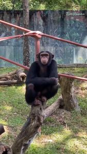 Zoo Negara - Adopt our Ben