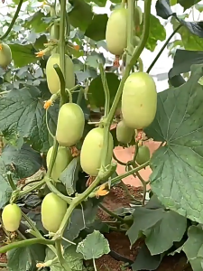 Mini cucumber seeds are crisp sweet and juicy. Fruit cucumbers are thornless high-yielding and easy to grow 迷你黄瓜种子 玉女黄瓜籽