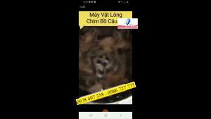 Máy vặt lông chim cútchim bồ câu - Máy nhổ lông chim - Máy làm sạch chim cútchim bồ câu