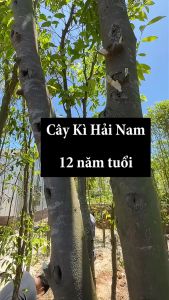 cây giống kỷ hải nam ghép (cây trầm hương ) giống size lớn Cây Giống Cho Dự Án Trồng Rừng Cây Trầm Hương Phù Hợp Môi Trường - Lazada