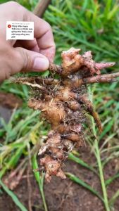 1 hủ 500gram Trà Gừng Gió Bếp Rừng 0.5kg