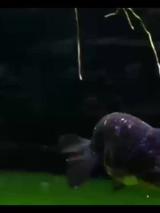 New Round Aquarium Fish Tank Filter Transparent Biochemical Sponge Filter Aquarium Water biological Filter