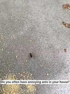 One Trail In Whole Nest Out ant killer ubat semut racun semut 螞蟻藥 ant bait 蚂蚁药 racun semut rumah racun semut paling berkesan pest control 螞蟻粉 ant repellent semut racun ubat semut berkesan ubat semut serbuk ant bait killer ant poison