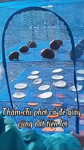 Lồng Phơi Cá Tôm 4 Tầng Vệ Sinh Sạch Sẽ Size Vừa 35x35x65cm Lưới Chống Ruồi Muỗi Gấp Gọn Tiện Lợi Chemeng Store