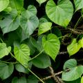 Daun Brotowali | Bratawali segar Obat Herbal 150 Gram. 