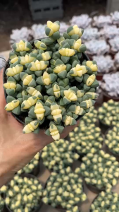 ต้นเขากระทิงด่าง ไม้อวบน้ำทรงน่ารัก Corpuscularia lehmannii Variegata
