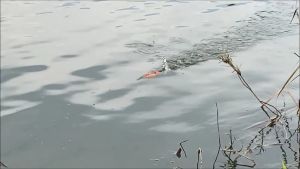 สคิปปี้บิ๊กเทล รุ่นจมน้ำ