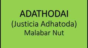 LIVE PLANT: ADATHODAI (அடத்தொடை) • JUSTICIA ADHATODA MALABAR NUT • VASAKA • POKOK ADAS-ADAS