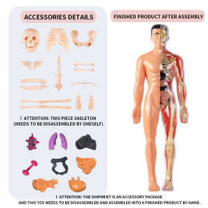 Human Body Structure Model Organ Skeleton Simulationdetachable Assembly Biomedical Anatomy Internal Organ Skeleton