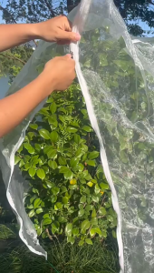 ถุงตาข่ายกันแมลงขนาดใหญ่ ตาข่าย มุ้ง กันแมลง แบบสวมครอบกระถาง ถุงห่อผลไม้กันแมลง