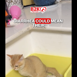 Altimate Pet Supplement Powder For Cats & Kittens