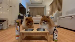 190-Topping : เนื้อวัวอบ โรยอาหารเม็ด ท็อปปิ้งเพื่อ สุนัข น้องแมว เนื้อล้วน เพื่อน้องหมาน้องแมว ที่ทานยาก เสริมวิตามิน